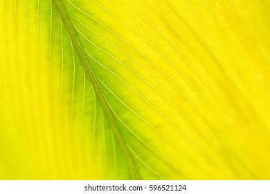 Pattern, texture and details of leaf for background. Leaf with backlit from sunlight. (Selective focusing)
