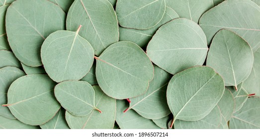 Pattern Texture With Green Leaves Eucalyptus Isolated On White Background. Lay Flat, Top View