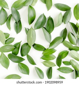 Pattern, texture with green leaves isolated on white background. lay flat, top view