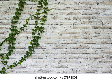 39,813 White brick wall with leaves Images, Stock Photos & Vectors ...