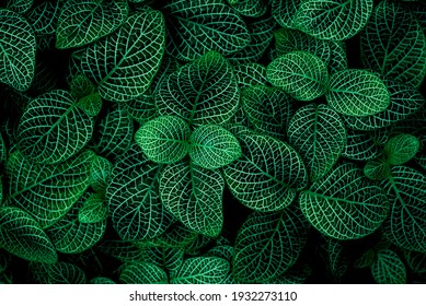 Pattern top view leaf layers of Hypoestes (Hypoestes) plant or air purification trees in dark green tone. Home gardening house plant decorate and abstract background concept.