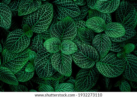 Pattern top view leaf layers of Hypoestes (Hypoestes) plant or air purification trees in dark green tone. Home gardening house plant decorate and abstract background concept.
