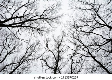 A pattern of tree branches without foliage on the background of the sky in the winter forest. Bottom view.