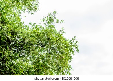 Pattern tree on white background.