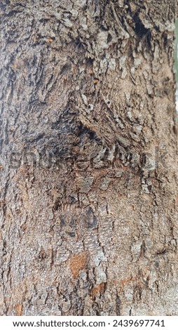 pattern, tree texture, rough surface, dark and brown color texture, tree trunk

￼


