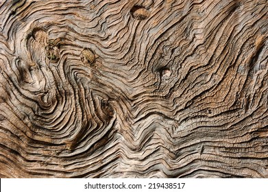 Pattern of tree trunk.