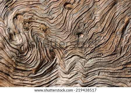 Pattern of tree trunk.