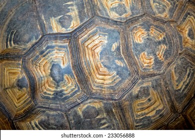 Pattern Turtle Shell Stock Photo 233056888 | Shutterstock