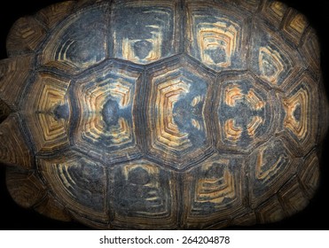 Pattern Of Turtle Shell.