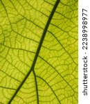 Pattern of veins in a leaf of an unidentified garden plant on a summer day in southwest Florida, for concepts of formation, interconnectedness and growth, distribution