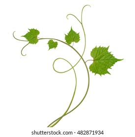 pattern of vine leaves