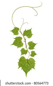 Pattern Of Vine Leaves