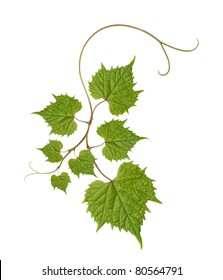 Pattern Of Vine Leaves