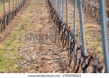 Pattern of vineyard rows in winter The Concept of repetition
