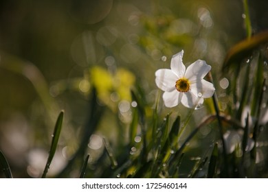 daffodil background wallpaper images stock photos vectors shutterstock https www shutterstock com image photo pattern white daffodil grass dew on 1725460144