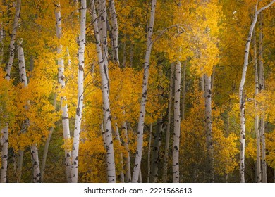 Pattern of white tree trunks among golden aspen leaves, Grand Teton National Park, Wyoming