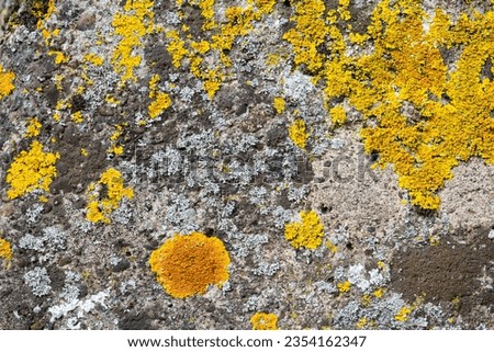 Pattern of yellow, grey and orange organic structures on concrete. Teloschistaceae are a large family of mostly lichen-forming fungi belonging to the class Lecanoromycetes in the division Ascomycota. 