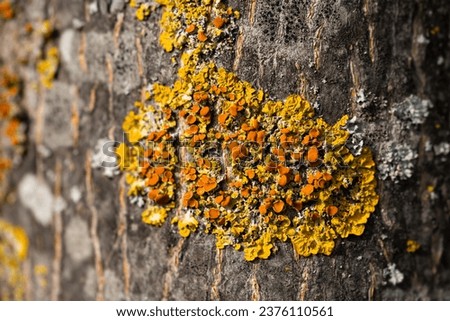 Pattern of yellow, grey and orange organic structures tree bark. Teloschistaceae are a large family of mostly lichen-forming fungi belonging to the class Lecanoromycetes in the division Ascomycota. 
