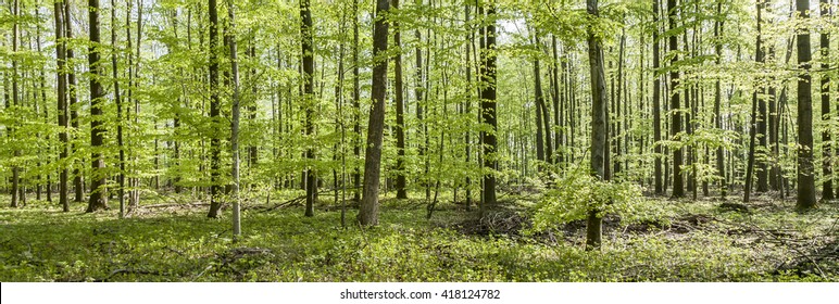 Pattern Of Young Oak Trees In The Forest