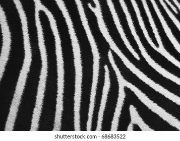 Pattern Of A Zebra Skin