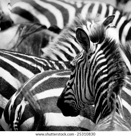 pattern of zebras, masai mara, kenya