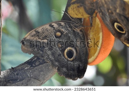Patterned barnowl butterfly on an orange in a lush garden.