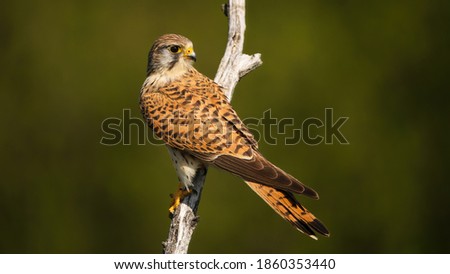Patterned common kestrel, falco tinnunculus, female with dark stripes on brown feathers looking back over shoulder on a branch in summer nature. Bird of prey perched on a dry twig.