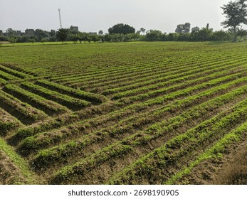 Patterned Fields of Yound Crops