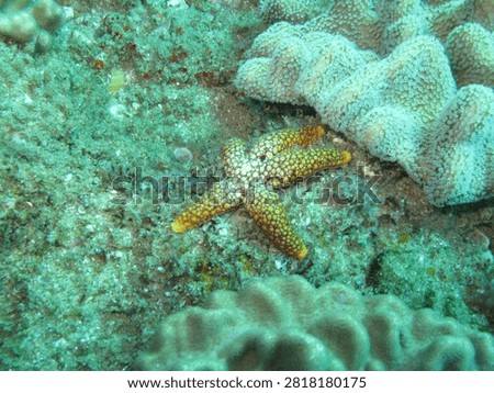 Patterned five-armed sea star resting among reef corals. Cream and orange markings cover the small echinoderm beside living coral colonies.