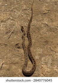 A patterned gopher snake crawling across dry dirt ground outdoors