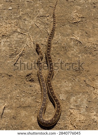 A patterned gopher snake crawling across dry dirt ground outdoors