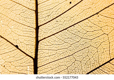 Patterned leaves