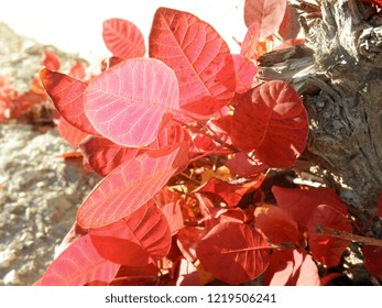 Patterned red leaves close up