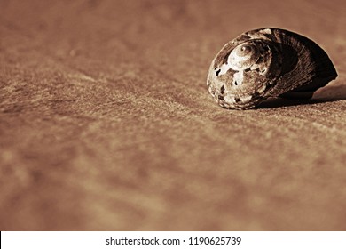 Patterned seashell in sapia