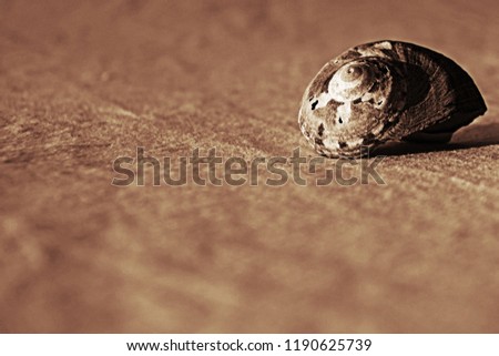 Patterned seashell in sapia