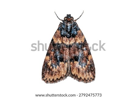 Patterned Snout Moth with Metallic Blue Thorax Isolated on White Background
