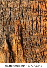 patterned sunlit bark on trees in Los Angeles