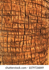 patterned sunlit bark on trees in Los Angeles