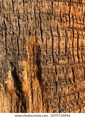 patterned sunlit bark on trees in Los Angeles