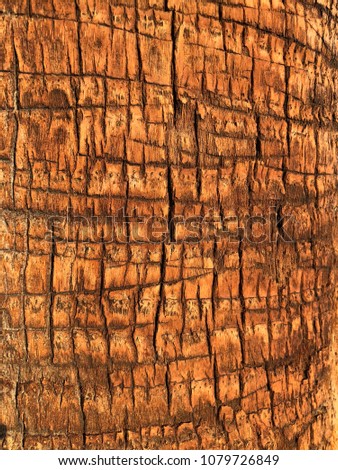 patterned sunlit bark on trees in Los Angeles