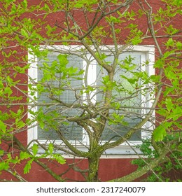 Patterned window closed to view of garden tree with fresh spring foliage