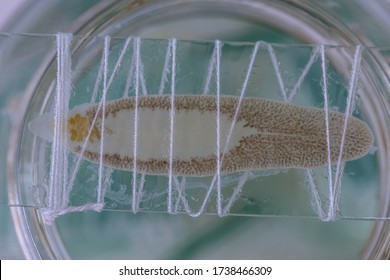 Patterns and backgrounds of Parasitic, Study of Parasitic and Anatomical pathology in laboratory.
