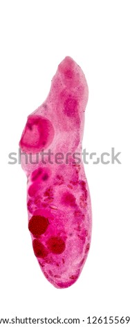 Patterns and backgrounds of Parasitic, Study for Anatomical pathology in laboratory.