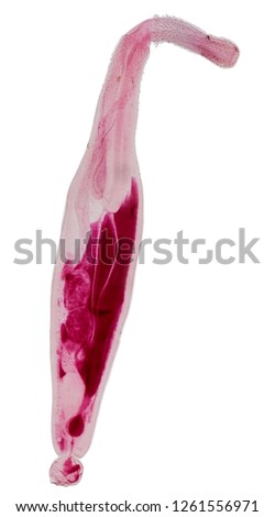 Patterns and backgrounds of Parasitic, Study for Anatomical pathology in laboratory.