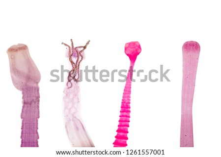 Patterns and backgrounds of Parasitic, Study for Anatomical pathology in laboratory.