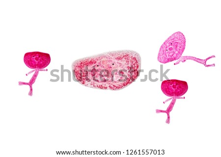 Patterns and backgrounds of Parasitic, Study for Anatomical pathology in laboratory.