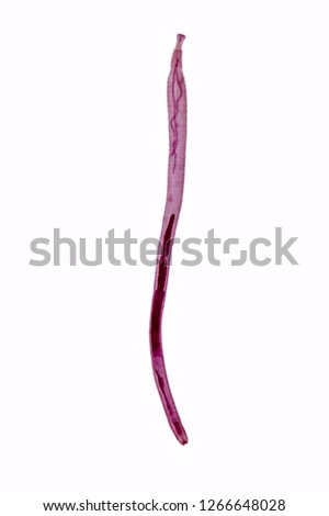 Patterns and backgrounds of Parasitic, Study of Parasitic and Anatomical pathology in laboratory.
