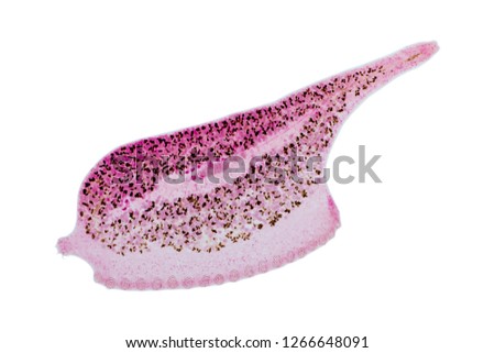 Patterns and backgrounds of Parasitic, Study of Parasitic and Anatomical pathology in laboratory.
