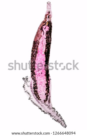 Patterns and backgrounds of Parasitic, Study of Parasitic and Anatomical pathology in laboratory.
