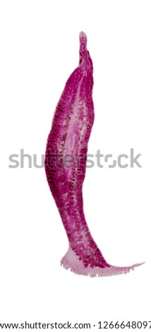 Patterns and backgrounds of Parasitic, Study of Parasitic and Anatomical pathology in laboratory.
